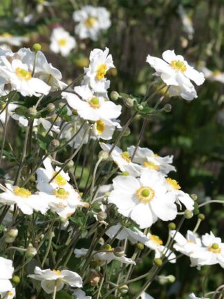 Anemone  Honorine Jobert