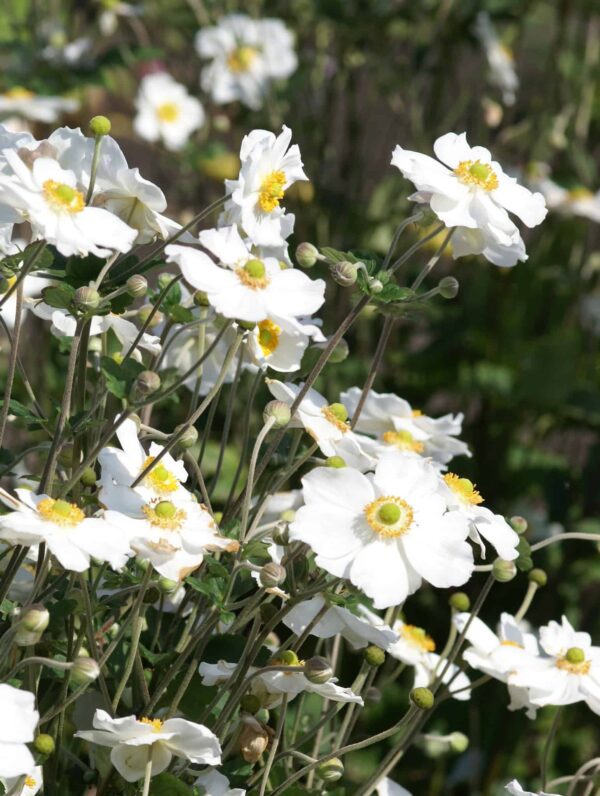 Anemone  Honorine Jobert