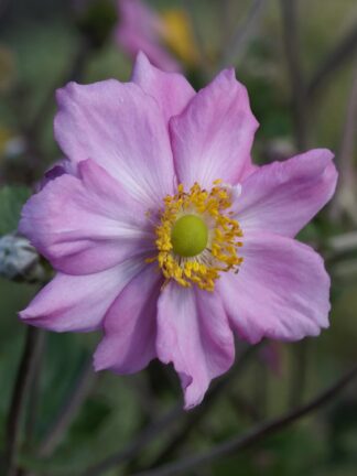 Anemone  Königin Charlotte