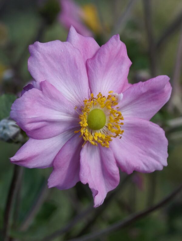 Anemone  Königin Charlotte