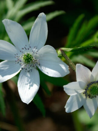 Anemone  Leveillei