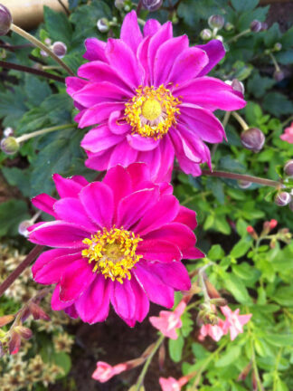 Anemone  Pamina