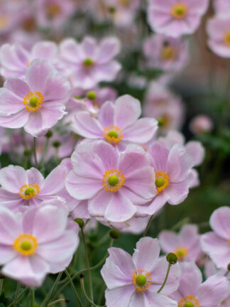 Anemone  Praecox