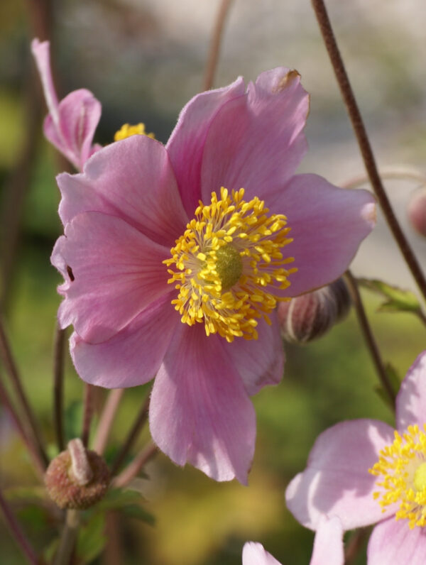 Anemone  Robustissima