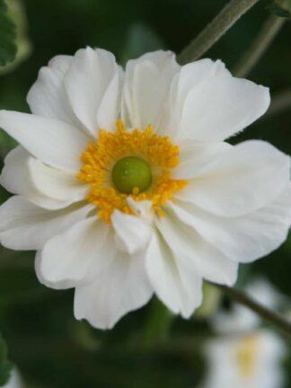 Anemone  Whirlwind