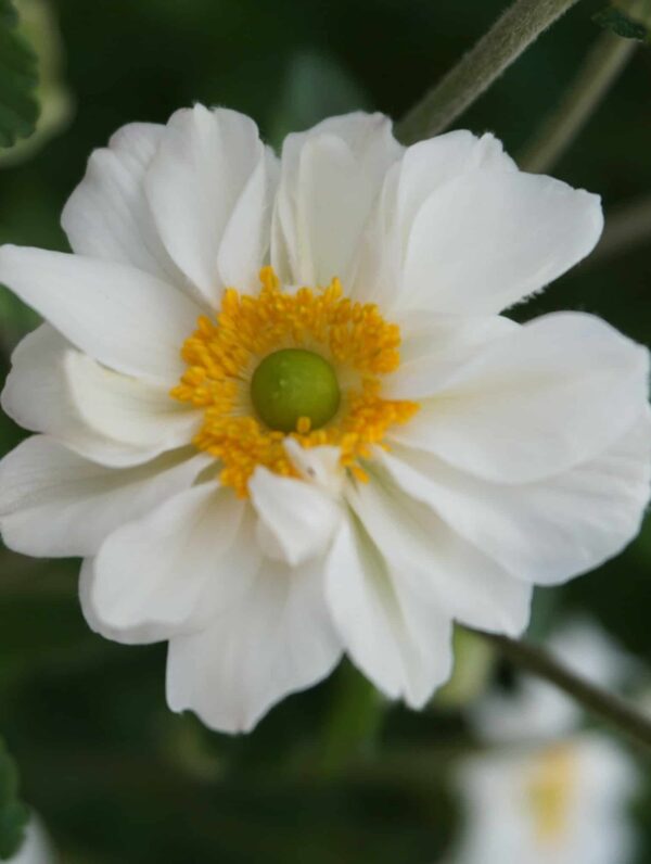 Anemone  Whirlwind