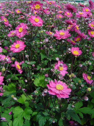 Anemone  Prinz Heinrich