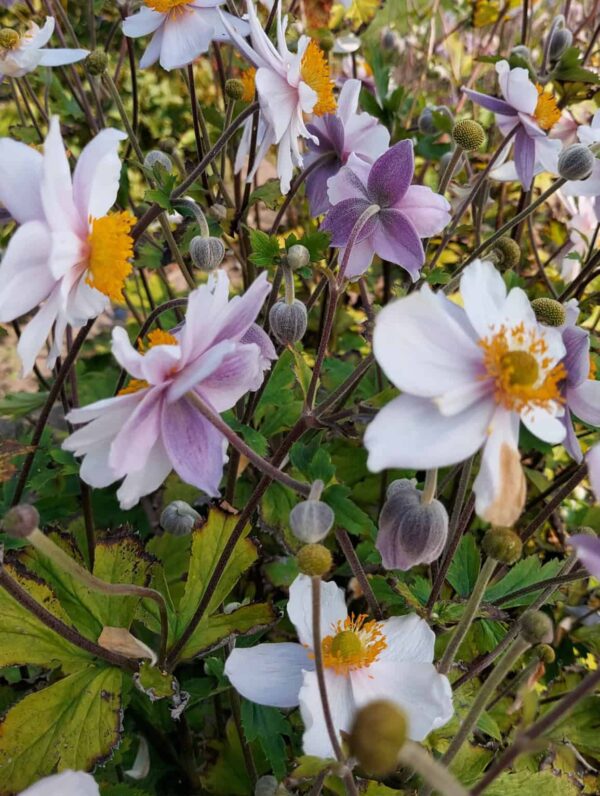 Anemone Ruffled Swan