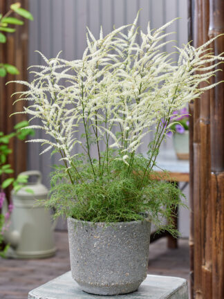 Aruncus Silver Filigree