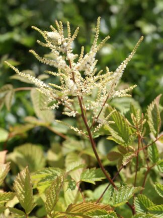 Aruncus  Dioicus