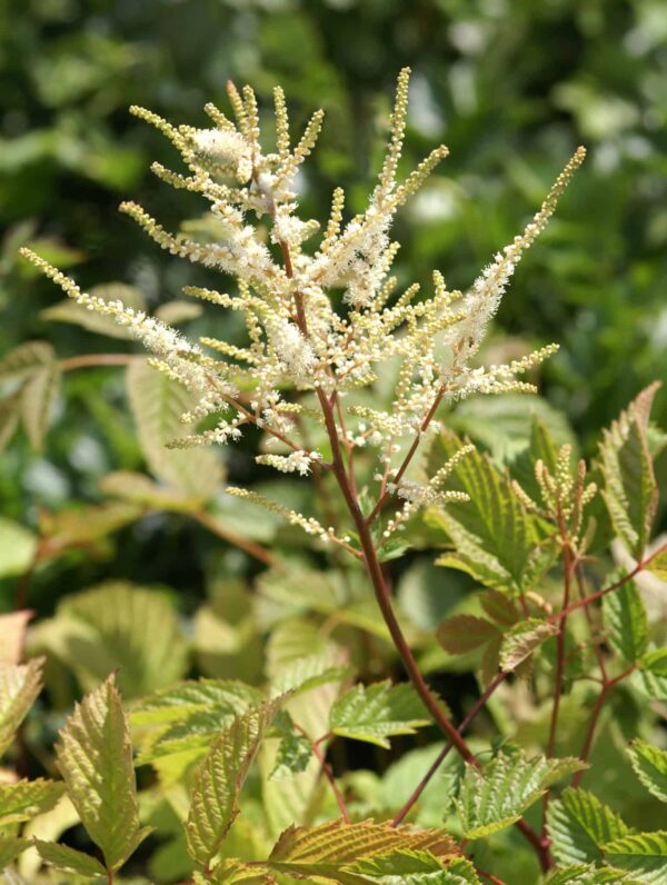 Aruncus  Dioicus