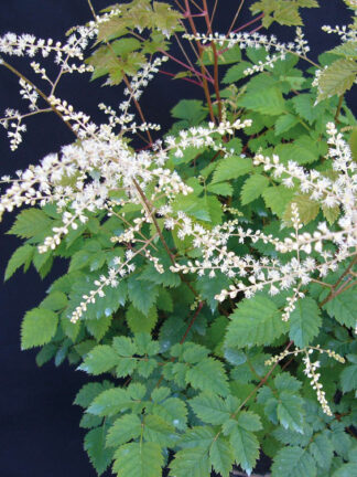 Aruncus  Misty Lace
