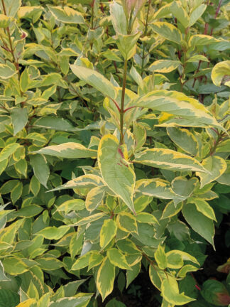 Cornus Gouchaultii