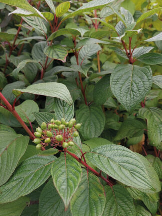 Cornus Siberian Pearls