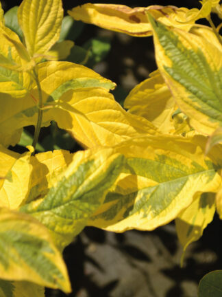 Cornus Spaethii