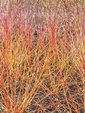 Cornus Winter Beauty