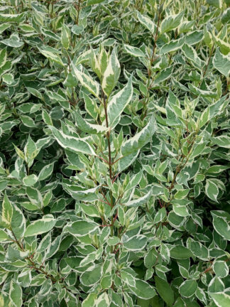 Cornus Elegantissima