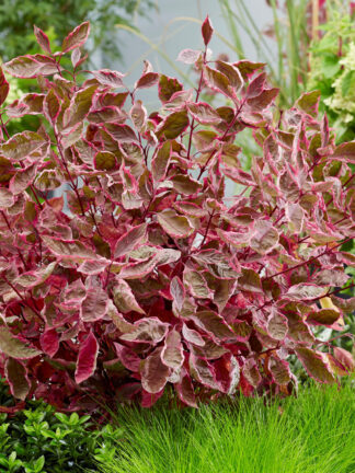 Cornus Miracle