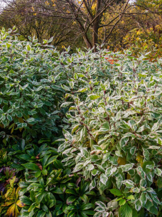 Cornus Sibirica