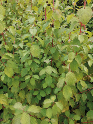 Cornus Midwinter Fire