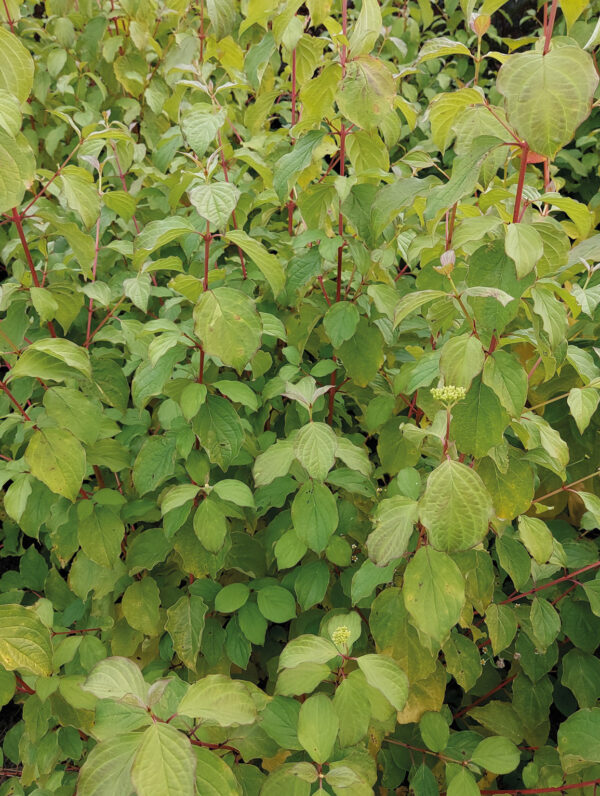 Cornus Midwinter Fire