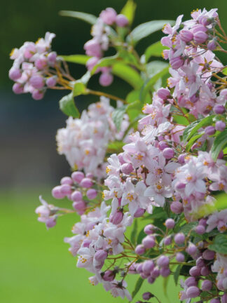 Deutzia Mont Rose