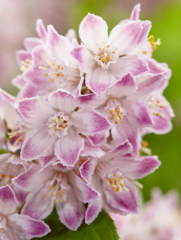 Deutzia Raspberry Sundae