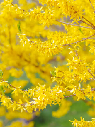 Forsythia Goldraush