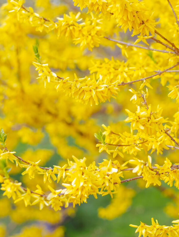 Forsythia Goldraush