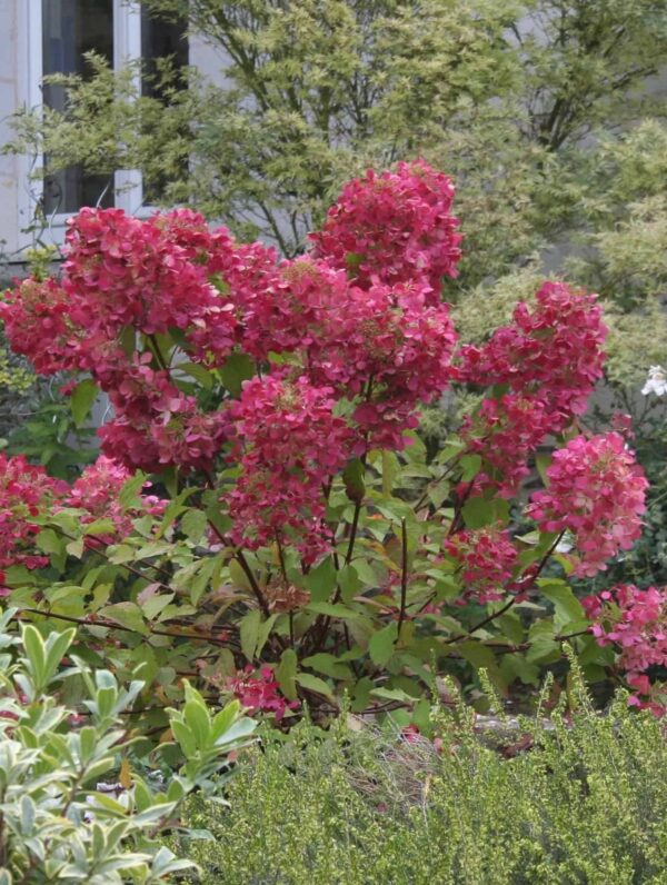 Hydrangea Diamant Rouge