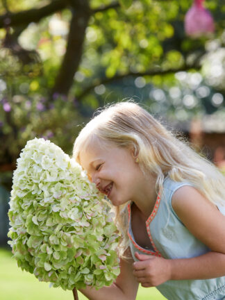 Hydrangea Hercules