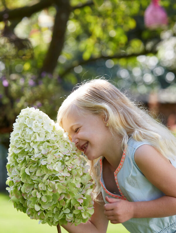 Hydrangea Hercules
