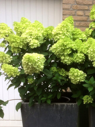Hydrangea Mojito