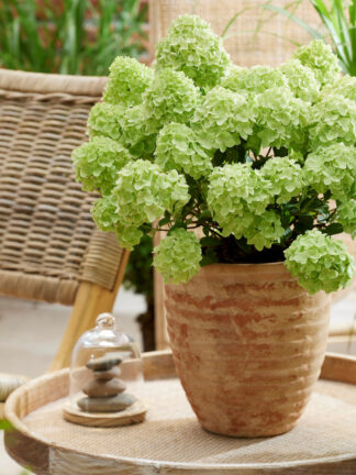 Hydrangea Petite Cherry