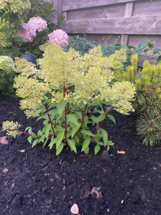 Hydrangea Petite Flori