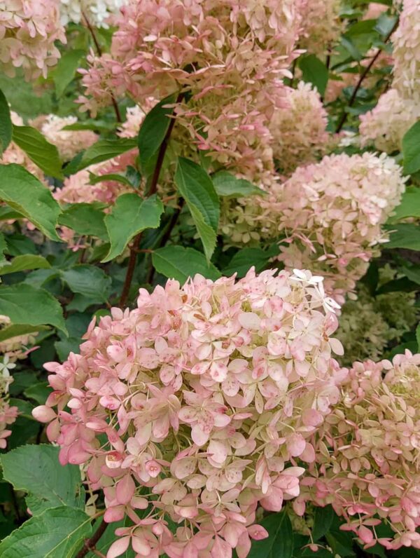Hydrangea Phantom