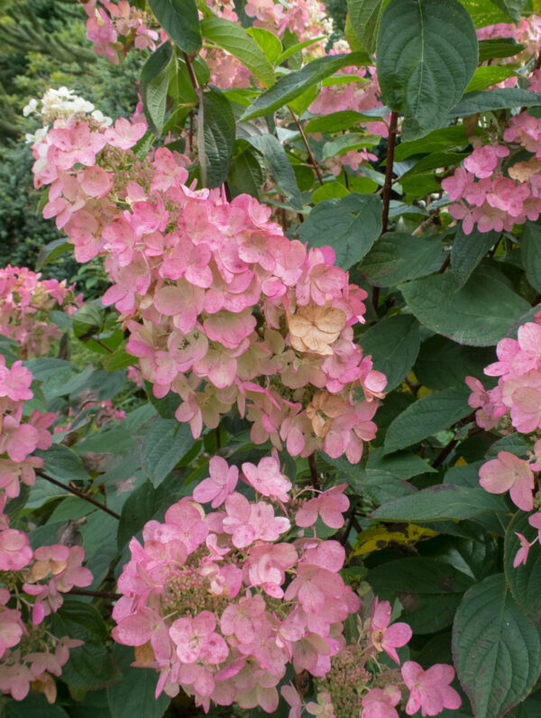 Hydrangea Pink Diamond