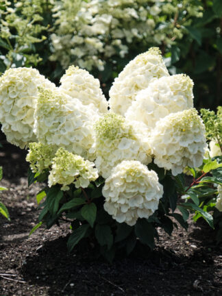 Hydrangea Magical Mont Blanc