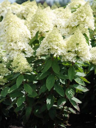 Hydrangea Magical Summer