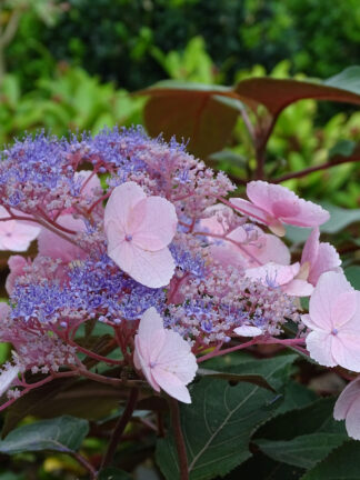 Hydrangea Hot Chocolate