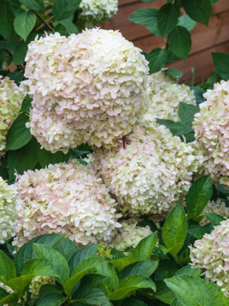 Hydrangea Limelight
