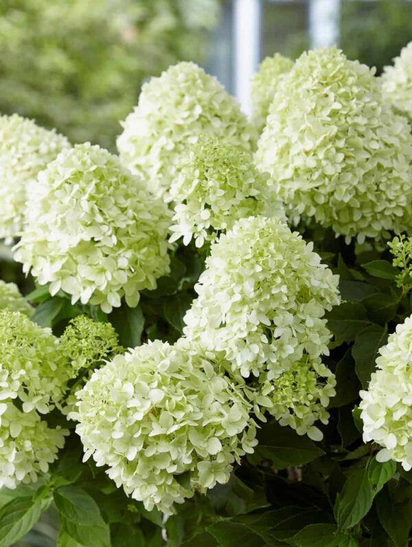 Hydrangea Little Spooky