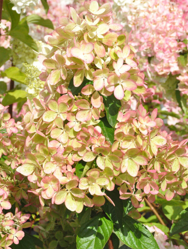 Hydrangea Pastelgreen