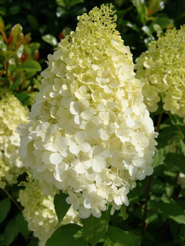 Hydrangea Polar Bear