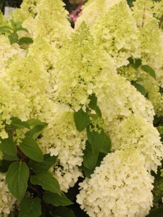 Hydrangea Silver Dollar