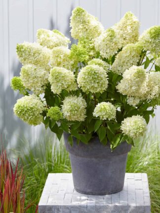Hydrangea Skyfall
