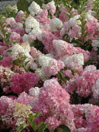 Hydrangea Vanille Fraise