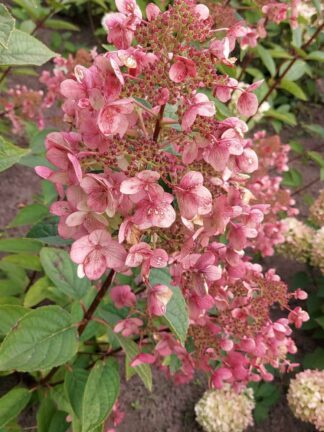 Hydrangea Wims Red