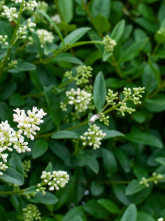 Ligustrum Melblack