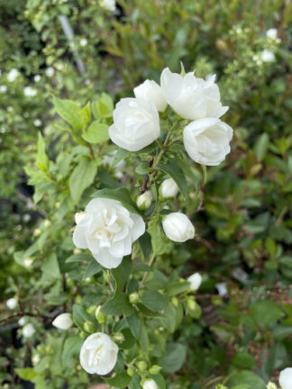 Philadelphus Manteau dHermine